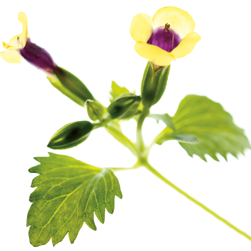 Catalina® Gilded Grape™ Wishbone Flower (Torenia hybrid)