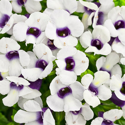 Catalina Grape-o-licious Wishbone Flower up close.