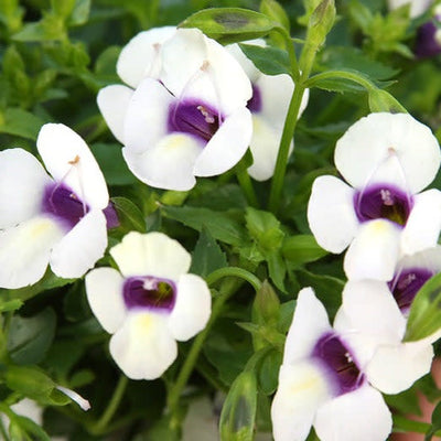 Catalina Grape-o-licious Wishbone Flower up close.