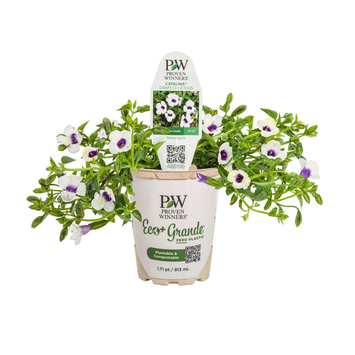 Wishbone Flower | Catalina® Grape-o-licious™ | Proven Winners