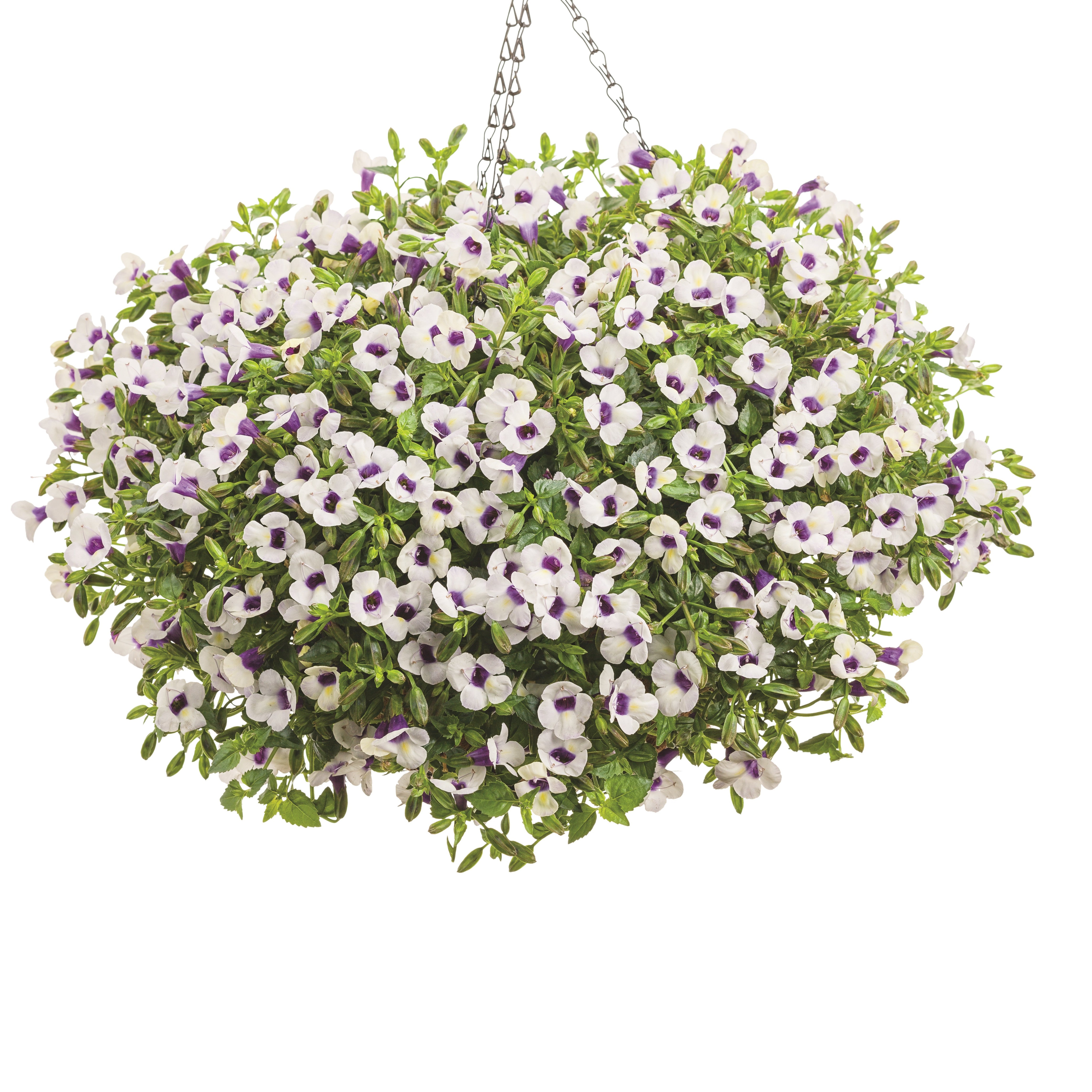 Wishbone Flower | Catalina® Grape-o-licious™ | Proven Winners