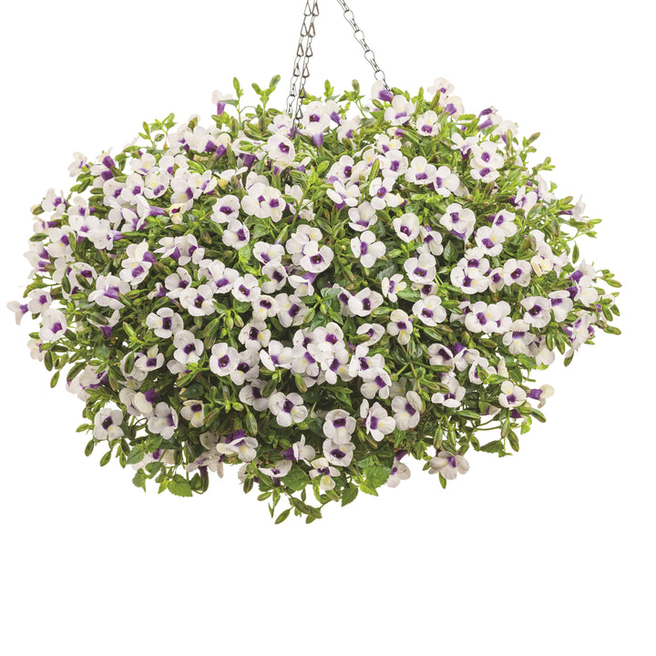 40周年　ボンポワン　ベッツィ　duchesse 4A 40周年 ボンポワン ベッツィ duchesse 4A - メルカリ