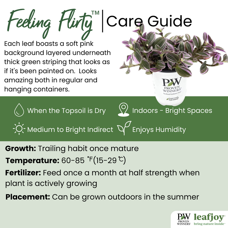 leafjoy® New Vogue™ Feeling Flirty™ Spiderwort detailed care information.