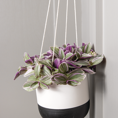 leafjoy New Vogue Feeling Flirty Spiderwort in use.