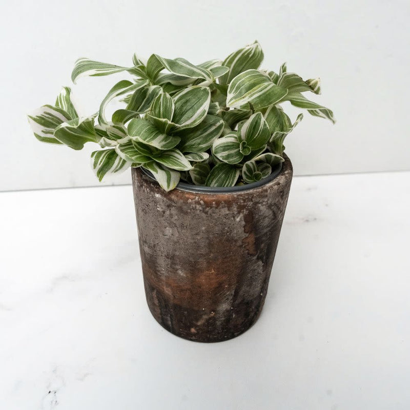 leafjoy littles™ New Vogue™ Feeling Sweet™ Inch Plant (Tradescantia hybrid)