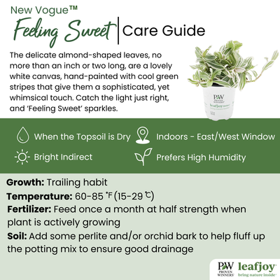 leafjoy littles™ New Vogue™ Feeling Sweet™ Inch Plant (Tradescantia hybrid)