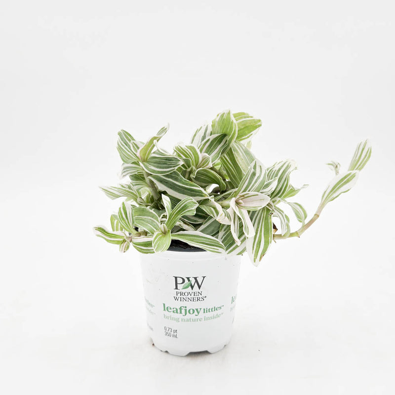 leafjoy littles™ New Vogue™ Feeling Sweet™ Inch Plant (Tradescantia hybrid)