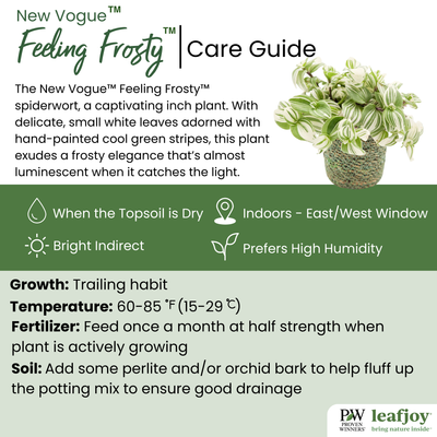 leafjoy® New Vogue™ Feeling Frosty™ Inch Plant (Tradescantia hybrid)