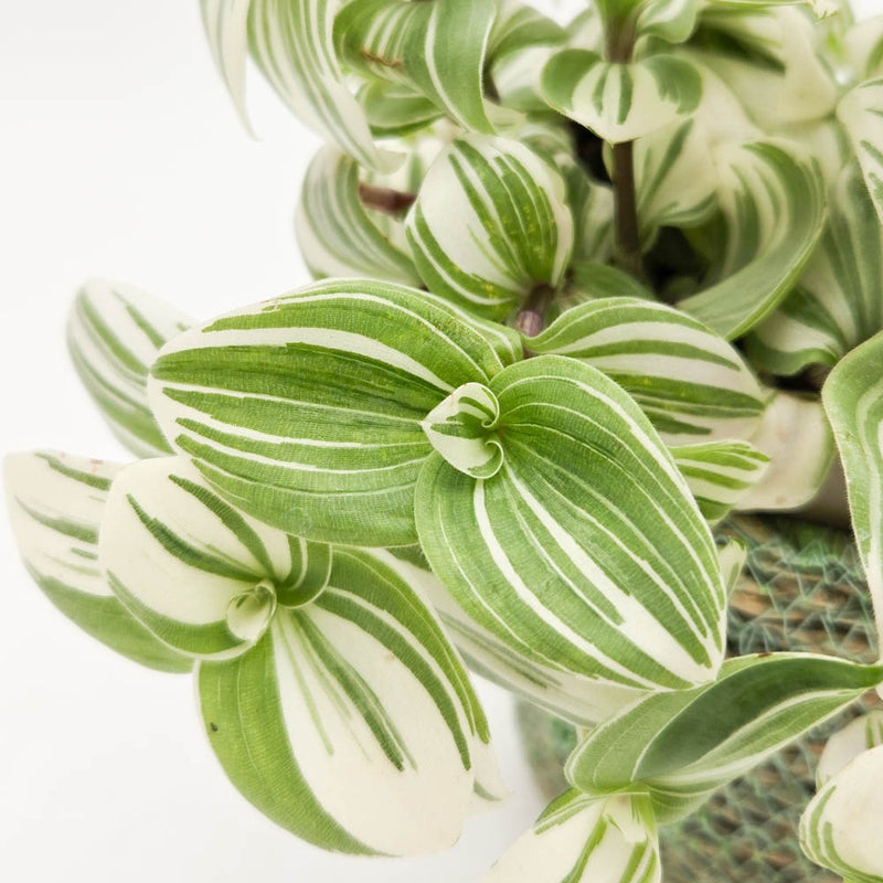 leafjoy® New Vogue™ Feeling Frosty™ Inch Plant (Tradescantia hybrid)