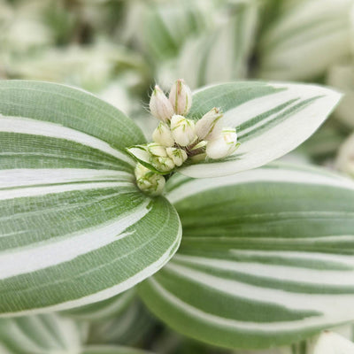 leafjoy® New Vogue™ Feeling Frosty™ Inch Plant (Tradescantia hybrid)