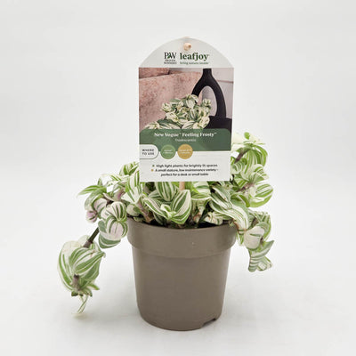 leafjoy® New Vogue™ Feeling Frosty™ Inch Plant (Tradescantia hybrid)