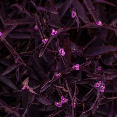 'Purple Queen' Purple Spiderwort (Tradescantia pallida)