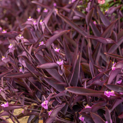 'Purple Queen' Purple Spiderwort (Tradescantia pallida)