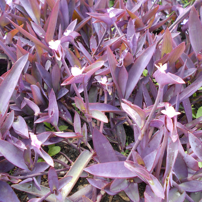 'Purple Queen' 'Purple Queen' purple spiderwort up close.