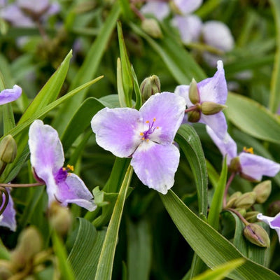 'Webmaster' 'Webmaster' Spiderwort up close.