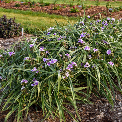 'Webmaster' 'Webmaster' Spiderwort in focus.