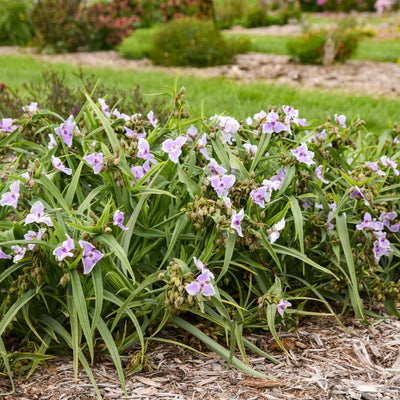 'Webmaster' 'Webmaster' Spiderwort in focus.