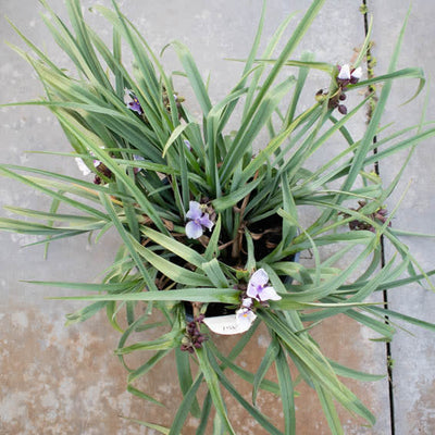 'Webmaster' 'Webmaster' Spiderwort in focus.