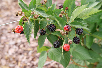 Taste of Heaven™ Blackberry (Rubus)