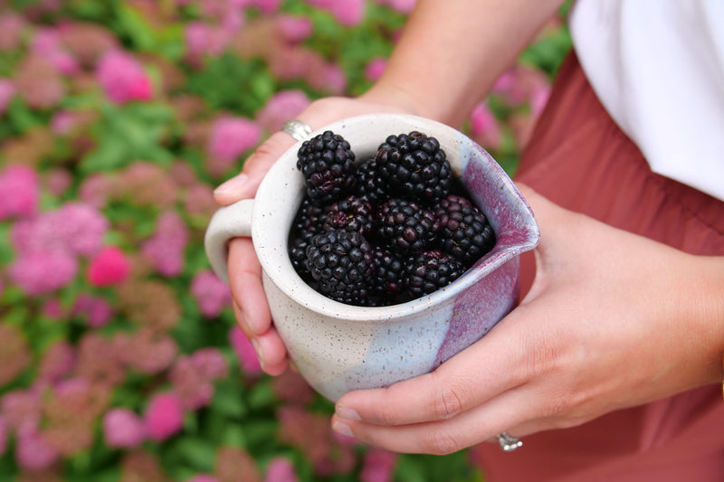 Taste of Heaven™ Blackberry (Rubus)