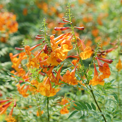 Chicklet® Orange Esperanza (Tecoma hybrid)