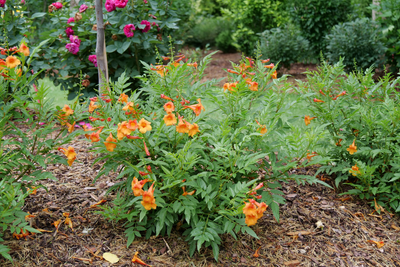 Chicklet® Orange Esperanza (Tecoma hybrid)