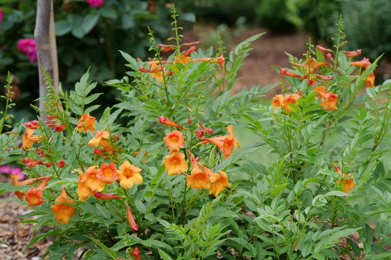 Chicklet® Orange Esperanza (Tecoma hybrid)