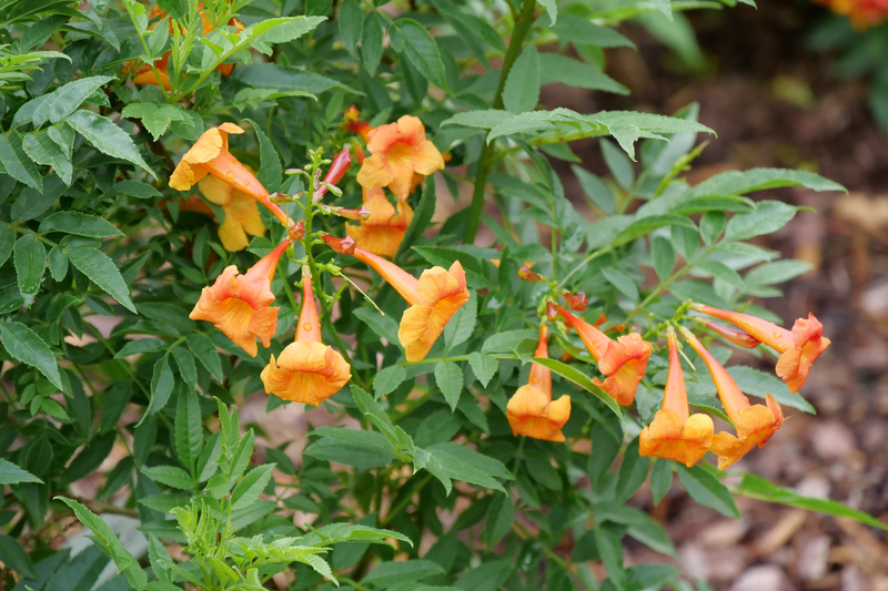 Chicklet® Orange Esperanza (Tecoma hybrid)