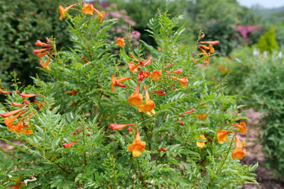 Chicklet® Orange Esperanza (Tecoma hybrid)