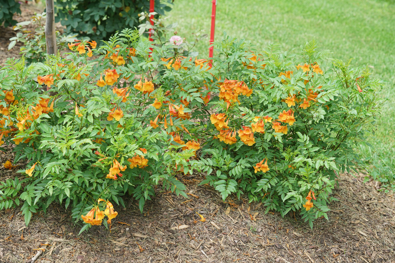 Chicklet® Orange Esperanza (Tecoma hybrid)