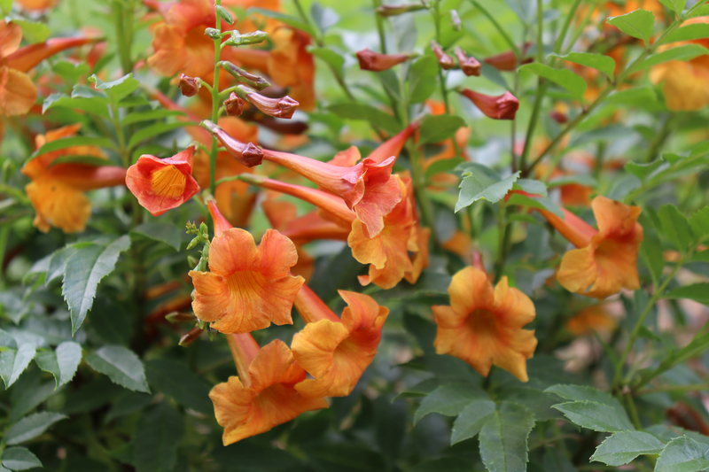 Chicklet® Orange Esperanza (Tecoma hybrid)