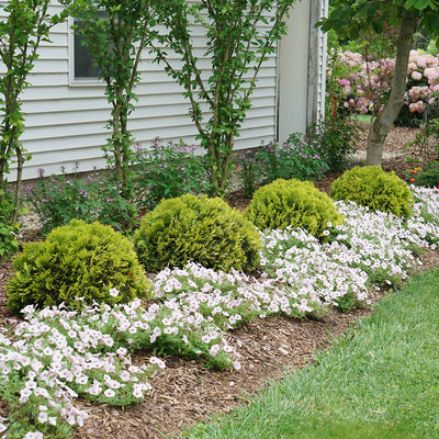 Anna's Magic Ball® Arborvitae (Thuja)