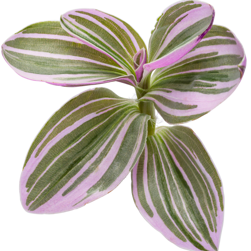 leafjoy littles™ Feeling Flirty™ Purple Spiderwort (Tradescantia hybrid) - New Proven Winners® Product 2024