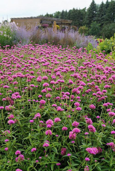 Proven Winners® Annual Plants|Gomphrena - Truffula Pink Globe Amaranth 4