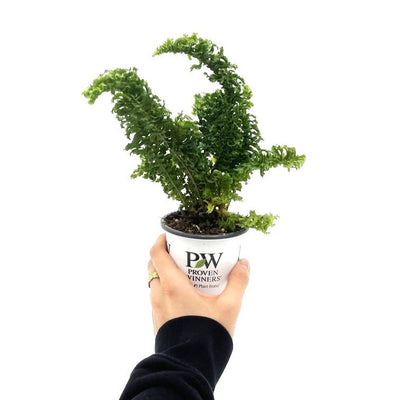 leafjoy littles™ Twirly Whirly™ Fern (Nephrolepis exaltata) - New Proven Winners® Product 2024