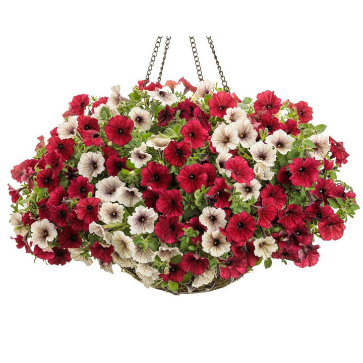 A hanging basket of flowers with a mix of red, white, and maroon petals.