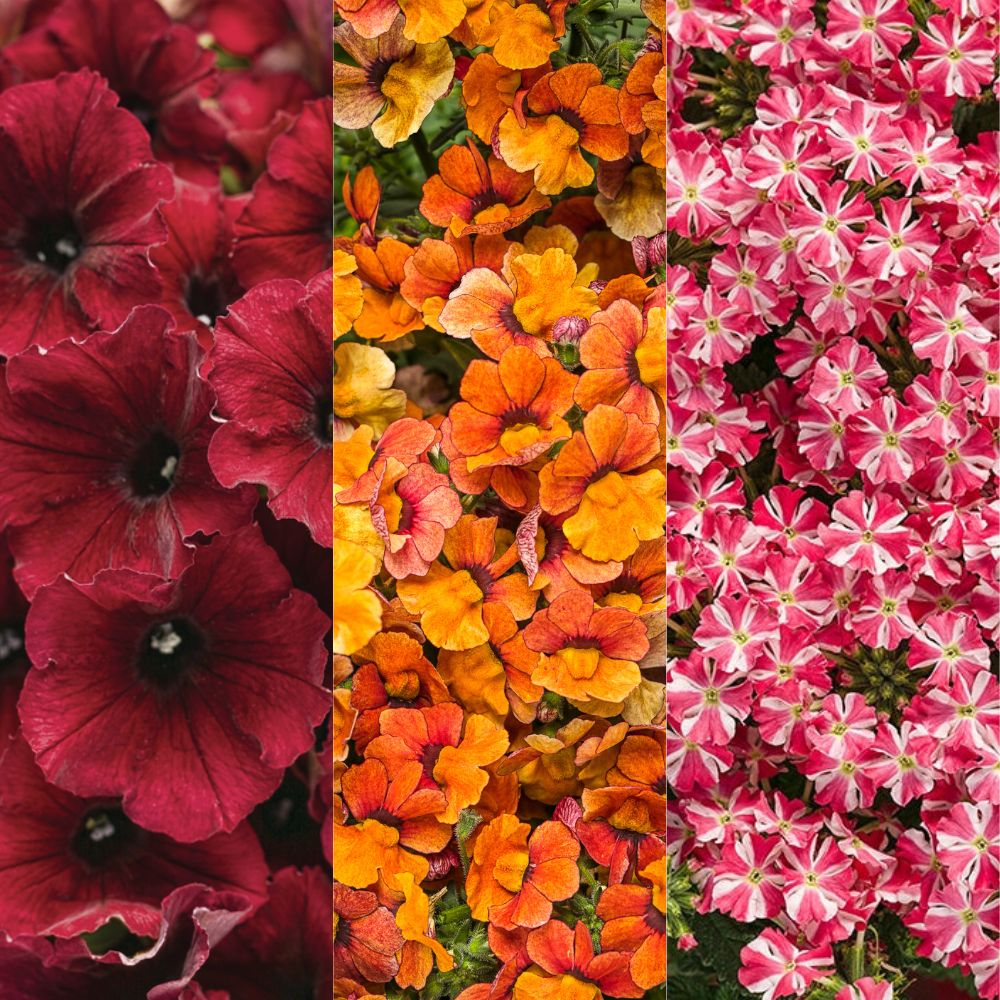 花 Pannnda Lantana Bandana® 'Pink Improved' from Penn State Trial Gardens