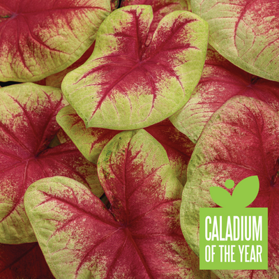 Heart to Heart® 'Lemon Blush' (Caladium) - Proven Winners® 2024 Caladium of the Year