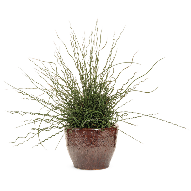 Graceful Grasses® Curly Wurly Corkscrew Rush (Juncus)