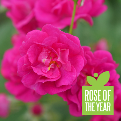 Oso Easy Peasy® Rose (Rosa) - Proven Winners® 2024 Rose of the Year