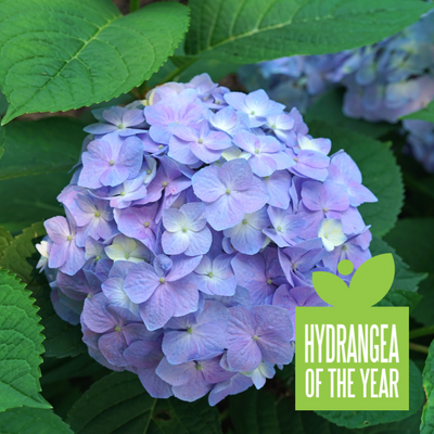 Let's Dance Sky View® Reblooming Hydrangea (Macrophylla x Serrata) - Proven Winners® 2024 Hydrangea of the Year