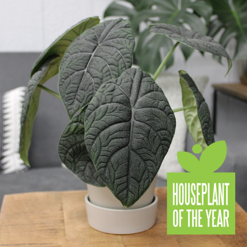 Mythic™ Dragonite™ Jewel Alocasia (Alocasia melo) - Proven Winners® 2024 Houseplant of the Year