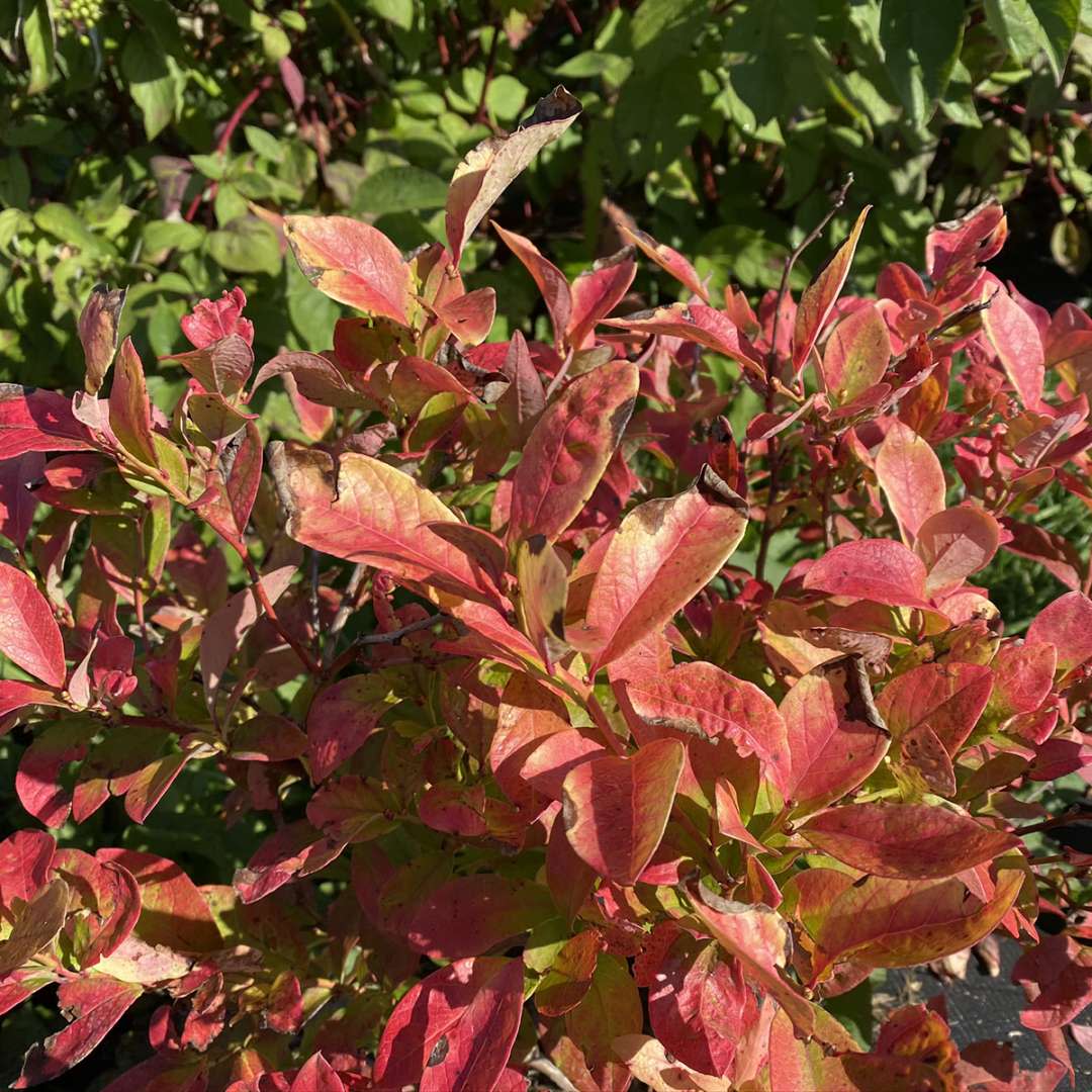 Northern Highbush Blueberry | Sky Dew® Gold | Proven Winners