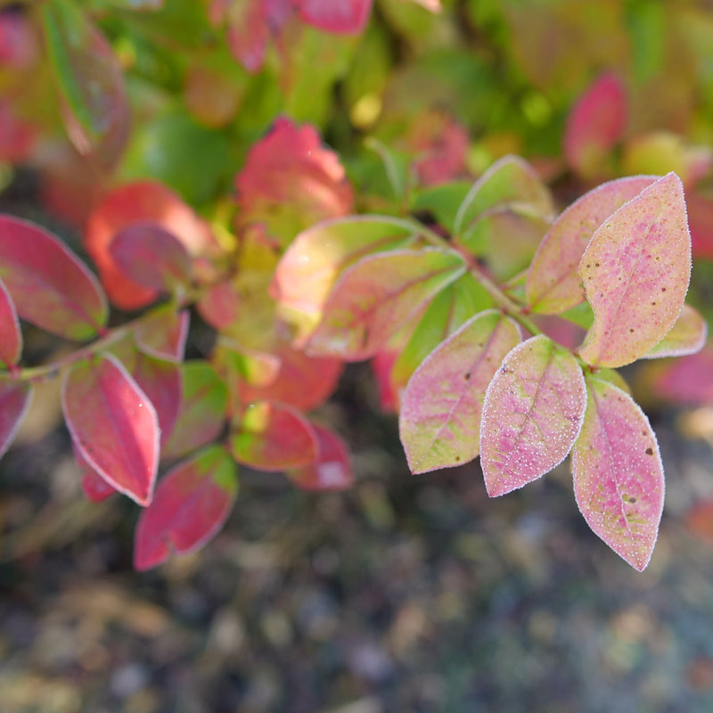 Sky Dew Gold Sky Dew Gold Northern Highbush Blueberry up close.