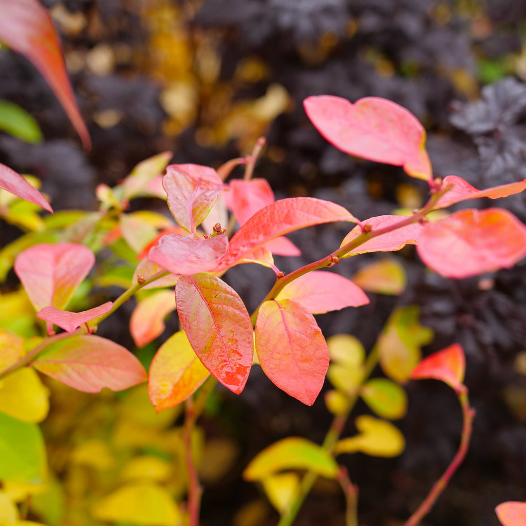 Northern Highbush Blueberry | Sky Dew® Gold | Proven Winners