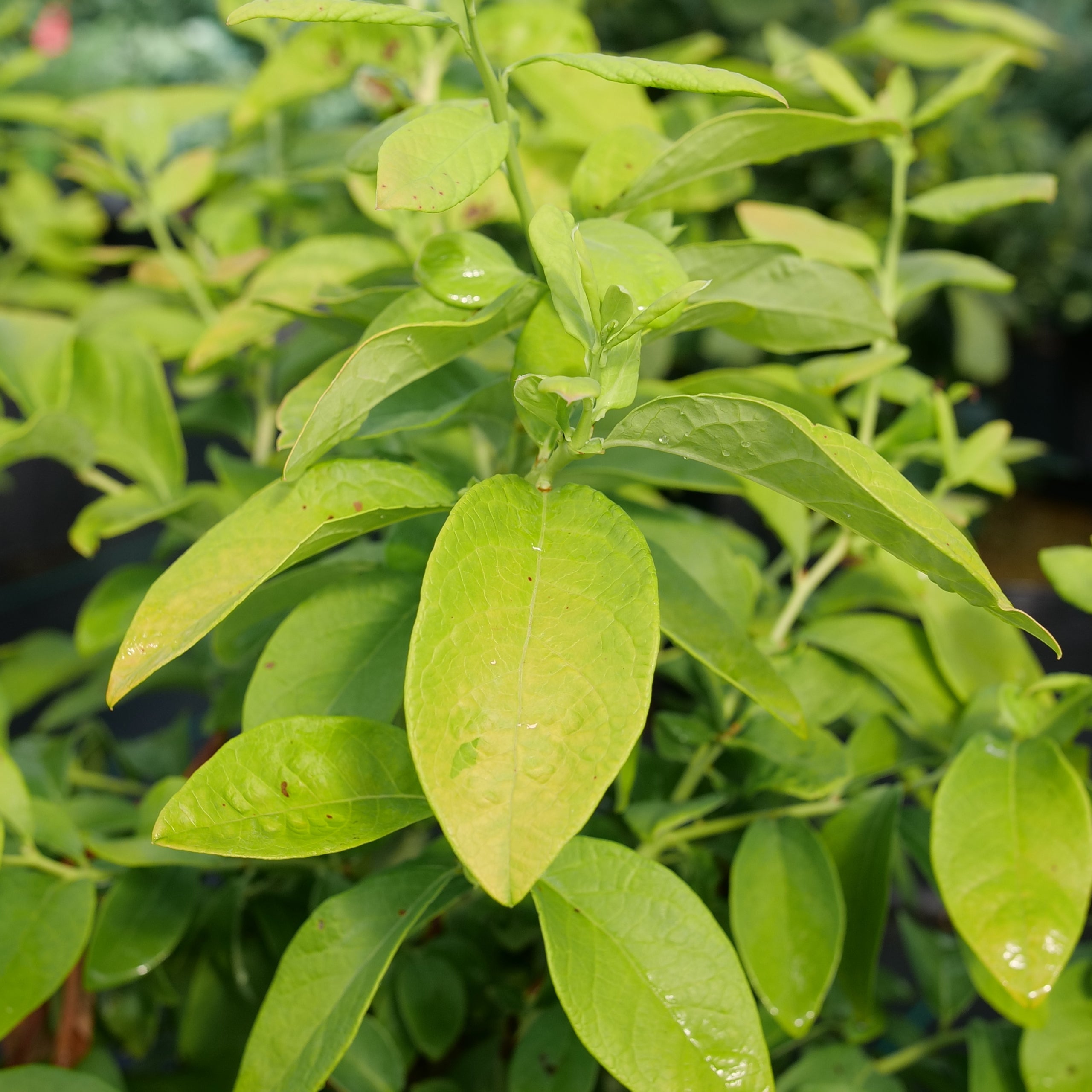Northern Highbush Blueberry | Sky Dew® Gold | Proven Winners