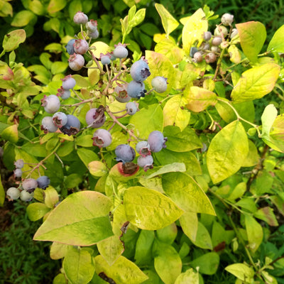 Sky Dew Gold Northern Highbush Blueberry up close.