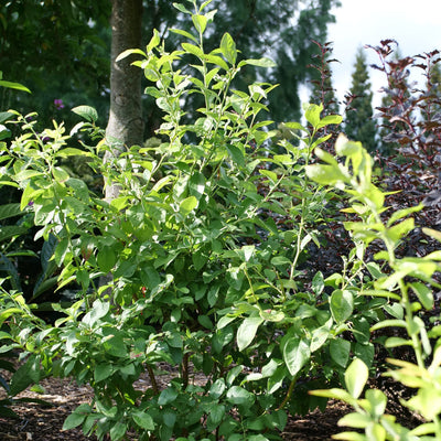 Sky Dew Gold Sky Dew Gold Northern Highbush Blueberry in focus.