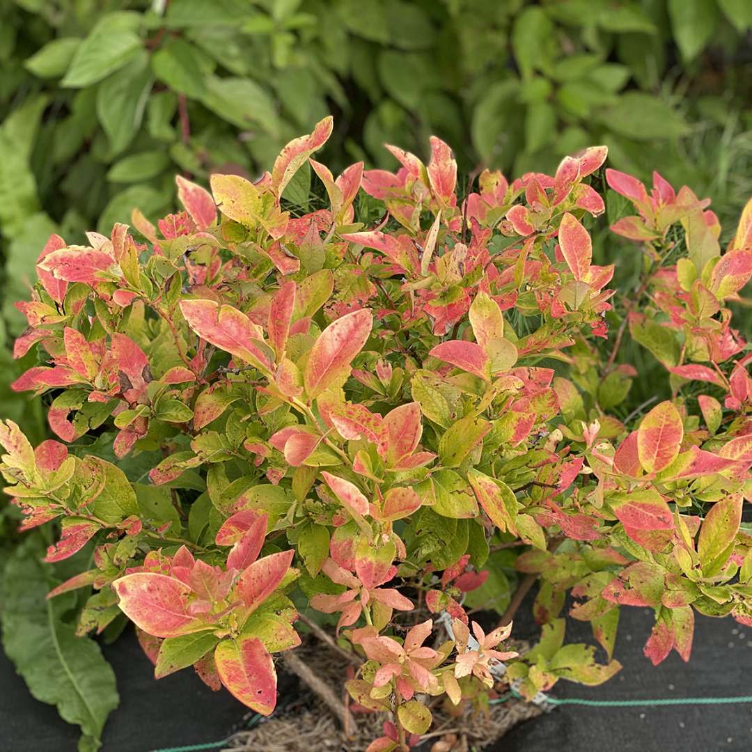 Northern Highbush Blueberry | Sky Dew® Gold | Proven Winners