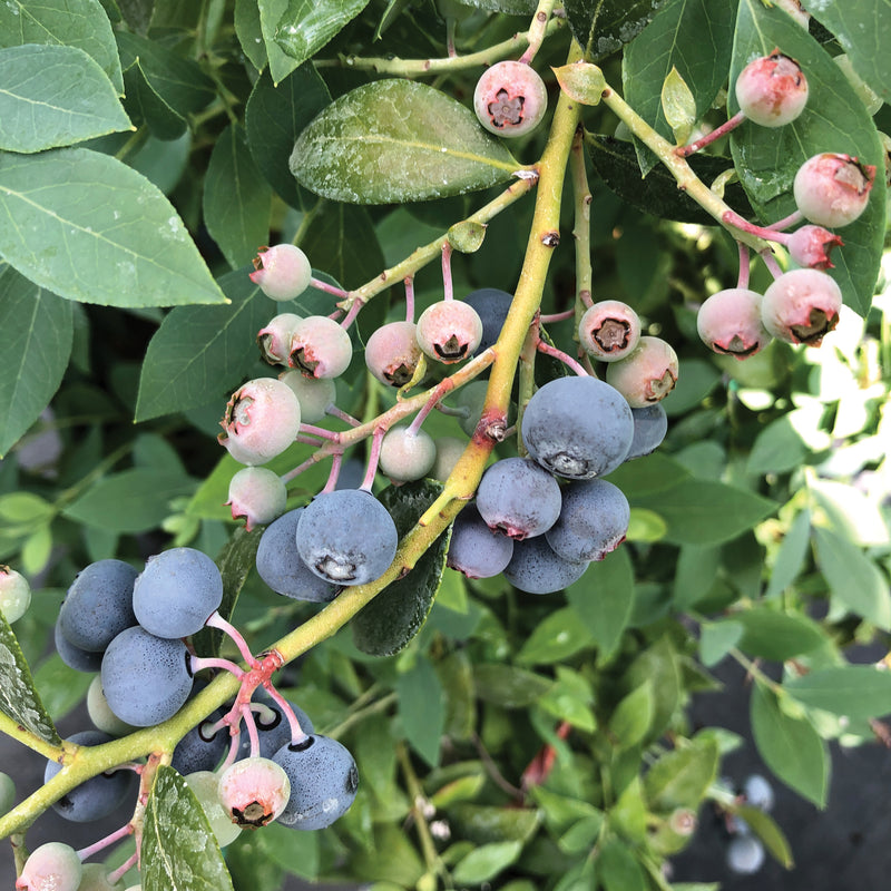 Splendid! Blue Highbush Blueberry up close.